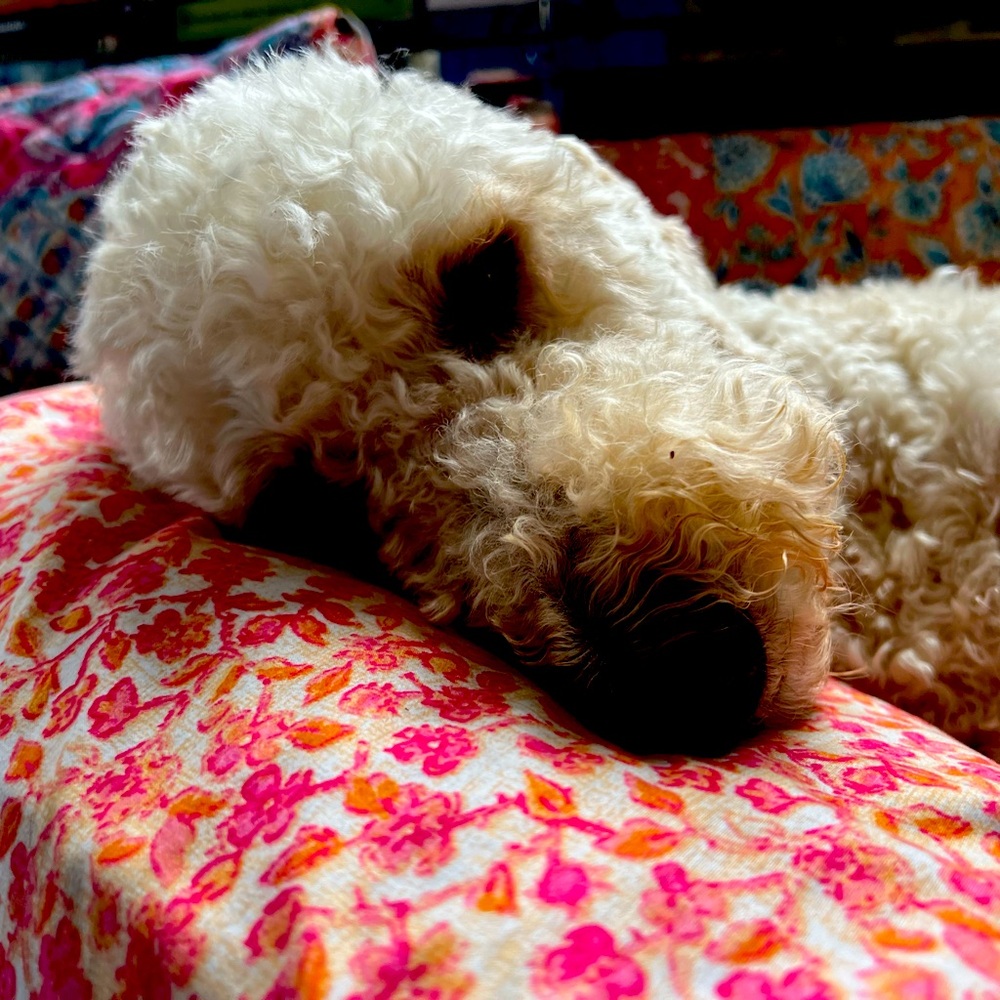 Meet your Posher, Maggie